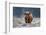 Snowy Highland cow-Richard Guijt-Framed Photographic Print