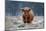 Snowy Highland cow-Richard Guijt-Mounted Photographic Print