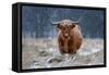 Snowy Highland cow-Richard Guijt-Framed Stretched Canvas