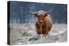 Snowy Highland cow-Richard Guijt-Stretched Canvas