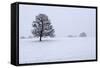 Snowy Landscape with Trees, Broadwell, Gloucestershire, Cotswolds, England, United Kingdom, Europe-Stuart Black-Framed Stretched Canvas