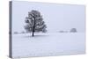 Snowy Landscape with Trees, Broadwell, Gloucestershire, Cotswolds, England, United Kingdom, Europe-Stuart Black-Stretched Canvas