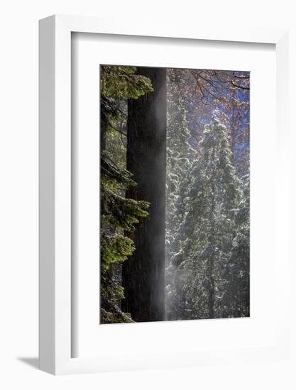 Snowy Mist in the Forest. Valley Floor. Yosemite National Park, California.-Tom Norring-Framed Photographic Print