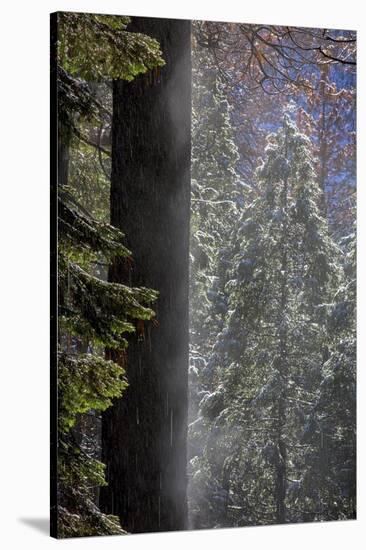 Snowy Mist in the Forest. Valley Floor. Yosemite National Park, California.-Tom Norring-Stretched Canvas