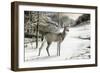 Snowy Mornings-Ruane Manning-Framed Premium Giclee Print