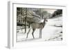 Snowy Mornings-Ruane Manning-Framed Premium Giclee Print