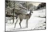 Snowy Mornings-Ruane Manning-Mounted Premium Giclee Print