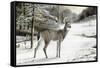 Snowy Mornings-Ruane Manning-Framed Stretched Canvas