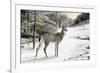 Snowy Mornings-Ruane Manning-Framed Art Print