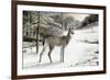 Snowy Mornings-Ruane Manning-Framed Art Print