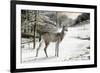 Snowy Mornings-Ruane Manning-Framed Art Print