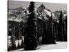 Snowy Mt. Rainer with Trees, Washington, USA-Michael Brown-Stretched Canvas