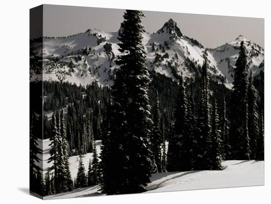 Snowy Mt. Rainer with Trees, Washington, USA-Michael Brown-Stretched Canvas