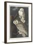 Snowy Owl, 1831-John James Audubon-Framed Giclee Print