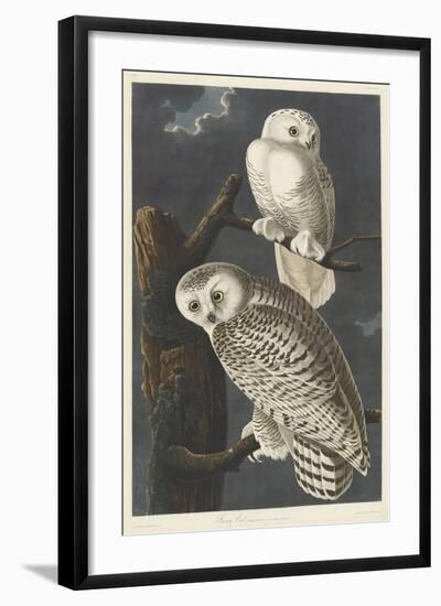 Snowy Owl, 1831-John James Audubon-Framed Giclee Print