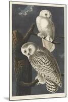 Snowy Owl, 1831-John James Audubon-Mounted Giclee Print