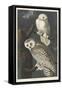 Snowy Owl, 1831-John James Audubon-Framed Stretched Canvas