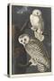 Snowy Owl, 1831-John James Audubon-Stretched Canvas