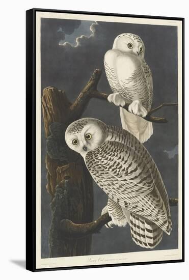 Snowy Owl, 1831-John James Audubon-Framed Stretched Canvas