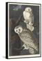 Snowy Owl, 1831-John James Audubon-Framed Stretched Canvas