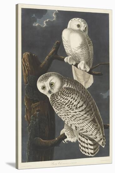 Snowy Owl, 1831-John James Audubon-Stretched Canvas