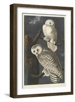 Snowy Owl, 1831-John James Audubon-Framed Giclee Print