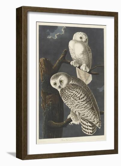 Snowy Owl, 1831-John James Audubon-Framed Giclee Print