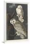 Snowy Owl, 1831-John James Audubon-Framed Giclee Print