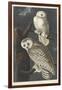 Snowy Owl, 1831-John James Audubon-Framed Giclee Print