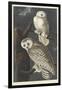 Snowy Owl, 1831-John James Audubon-Framed Giclee Print