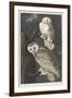 Snowy Owl, 1831-John James Audubon-Framed Giclee Print