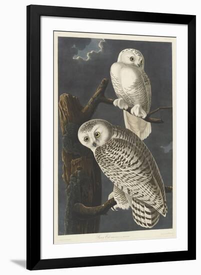 Snowy Owl, 1831-John James Audubon-Framed Giclee Print