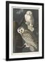 Snowy Owl, 1831-John James Audubon-Framed Giclee Print