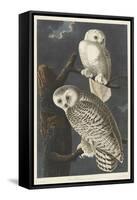 Snowy Owl, 1831-John James Audubon-Framed Stretched Canvas