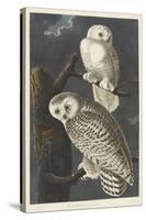 Snowy Owl, 1831-John James Audubon-Stretched Canvas