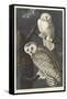 Snowy Owl, 1831-John James Audubon-Framed Stretched Canvas
