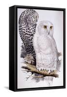 Snowy Owl, 1832-1837-Edward Lear-Framed Stretched Canvas