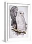 Snowy Owl, 1832-1837-Edward Lear-Framed Giclee Print