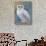 Snowy Owl 1-Oxana Zaika-Stretched Canvas displayed on a wall