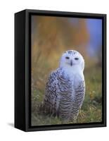 Snowy Owl, Alaska, USA-David Tipling-Framed Stretched Canvas