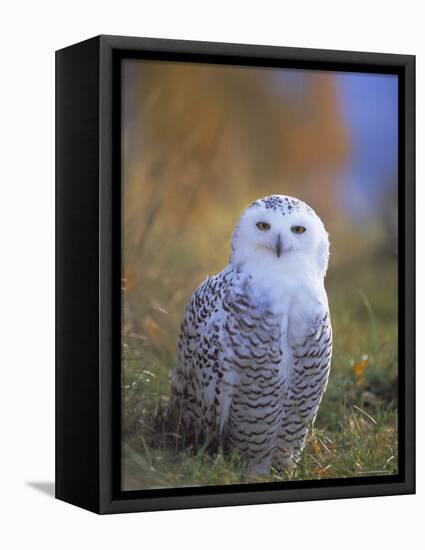 Snowy Owl, Alaska, USA-David Tipling-Framed Stretched Canvas