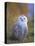 Snowy Owl, Alaska, USA-David Tipling-Stretched Canvas