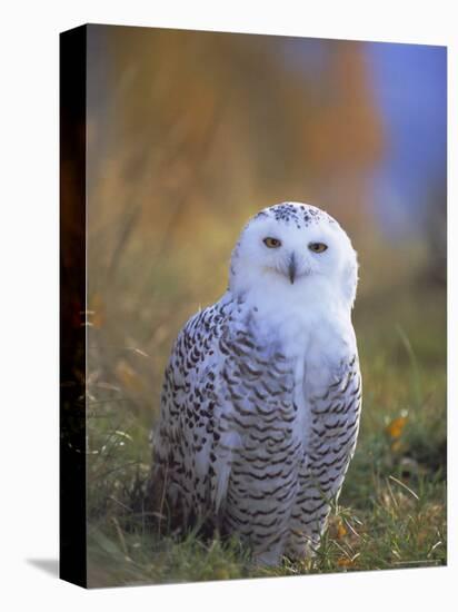 Snowy Owl, Alaska, USA-David Tipling-Stretched Canvas