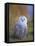 Snowy Owl, Alaska, USA-David Tipling-Framed Stretched Canvas