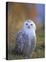 Snowy Owl, Alaska, USA-David Tipling-Stretched Canvas