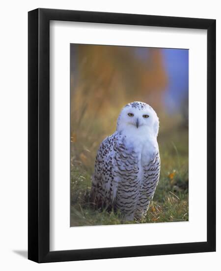 Snowy Owl, Alaska, USA-David Tipling-Framed Photographic Print