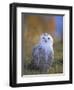 Snowy Owl, Alaska, USA-David Tipling-Framed Photographic Print