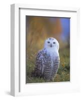 Snowy Owl, Alaska, USA-David Tipling-Framed Photographic Print