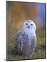 Snowy Owl, Alaska, USA-David Tipling-Mounted Photographic Print