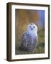 Snowy Owl, Alaska, USA-David Tipling-Framed Photographic Print